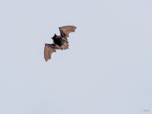 Fledermaus