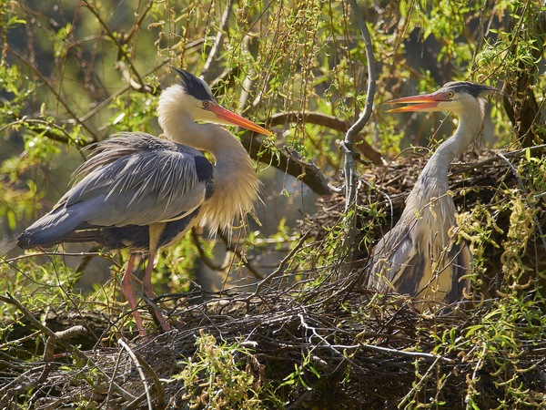Graureiher Paar im Nest