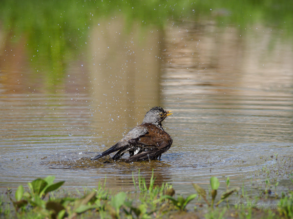 Splish splash