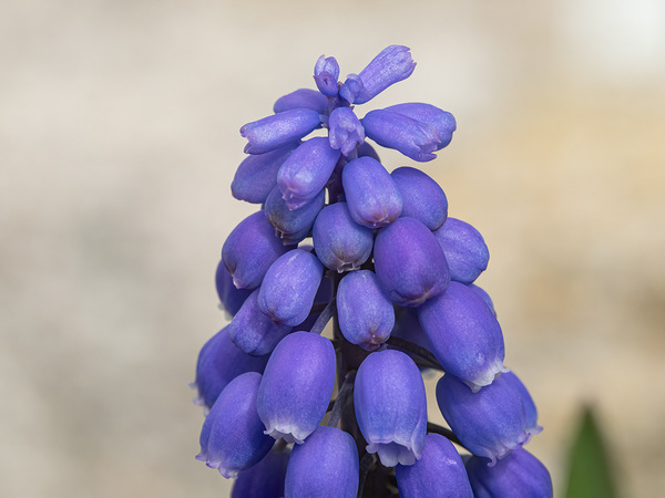 Traubenhyazinthe