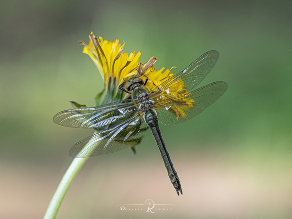 Libelle