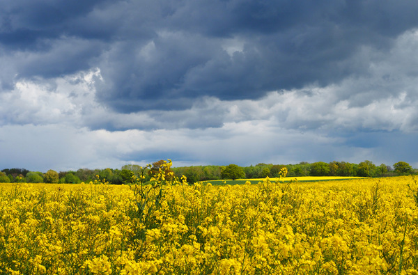 Komplementär in der Natur