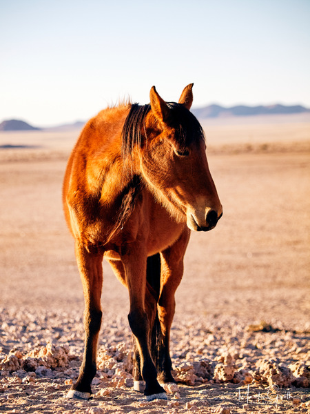 Wildpferd in Afrika