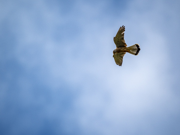 Turmfalke