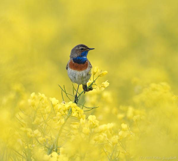 Blaukehlchen im Rapsfeld