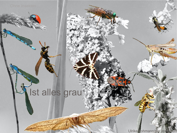Ohne Insekten ist alles grau