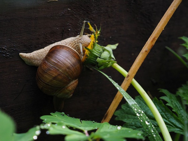 Weinbergschnecke