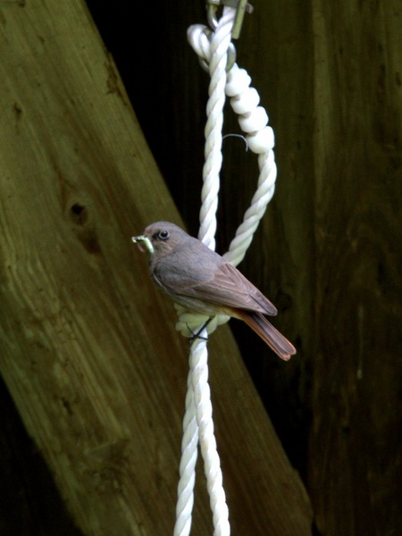 Rotschwänzchen