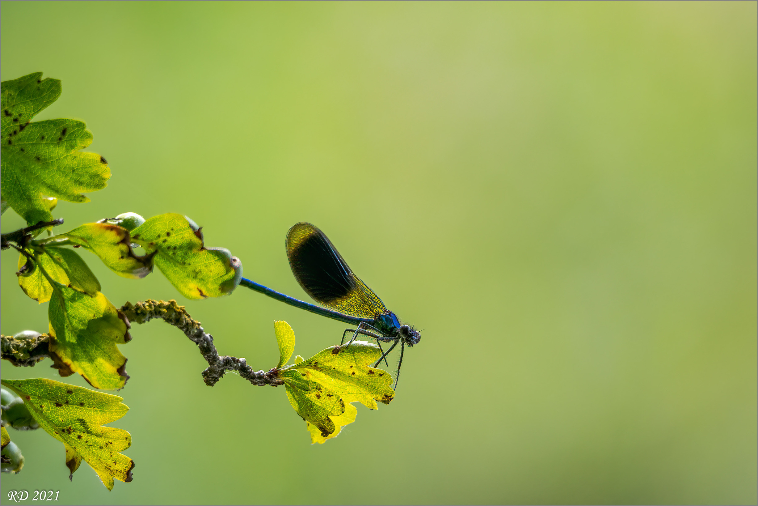 Libelle 1 Libelle 1