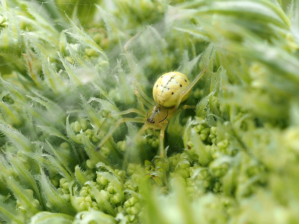 noch eine Krabbenspinne