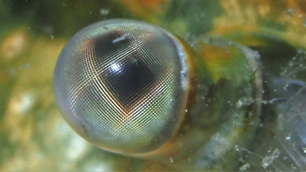 Auge eines Flusskrebses