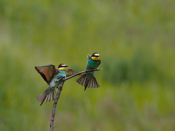 European Bee-eater (Merops apiaster) P6032214-2.jpg