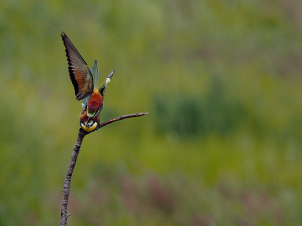 European Bee-eater (Merops apiaster) P6032500-2.jpg