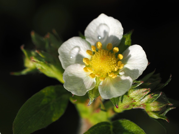 Wald-Erdbeere