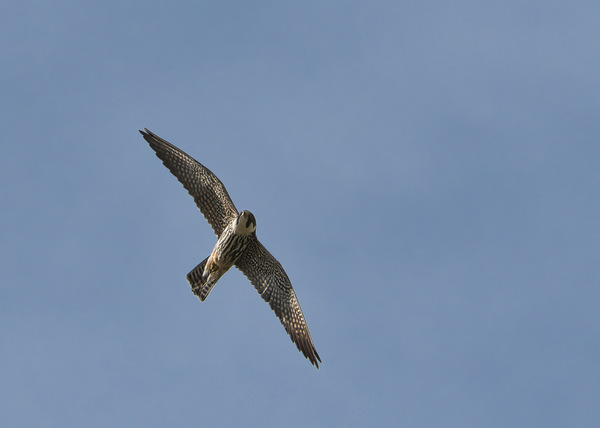Baumfalke