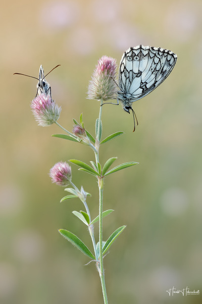 Schlafgemeinschaft im Hasenklee
