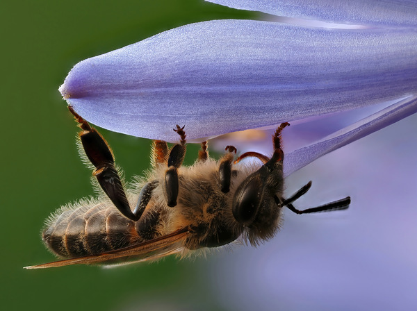 (Wild?)-Biene an Agapanthus