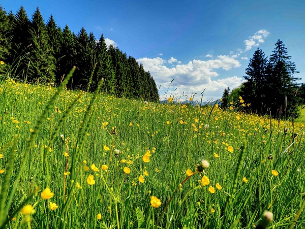 Allgäuer Wiese