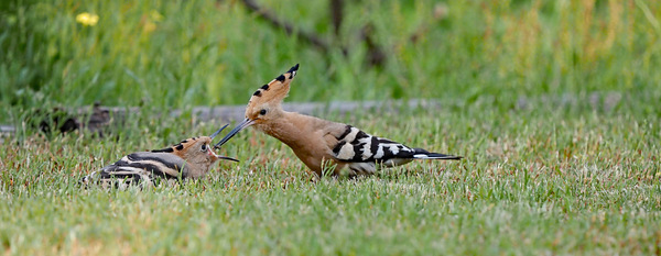 Eurasian Hoopoe (Upupa epops)P6100917.jpg