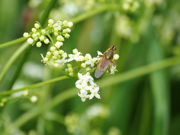 Gelbe Dungfliege