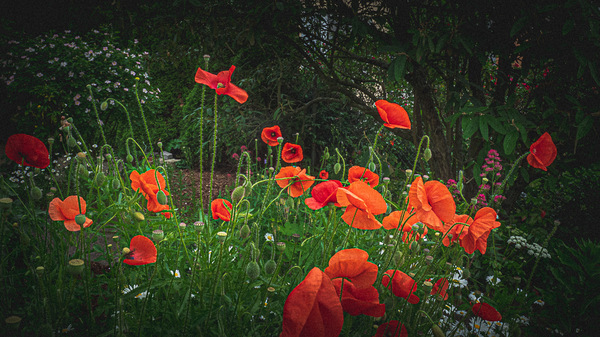 Mohn
