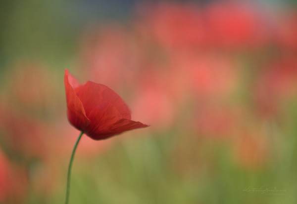 Klatschmohn