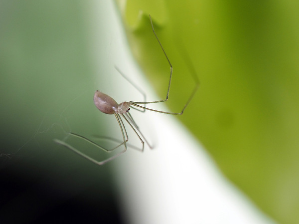 Zitterspinne ?