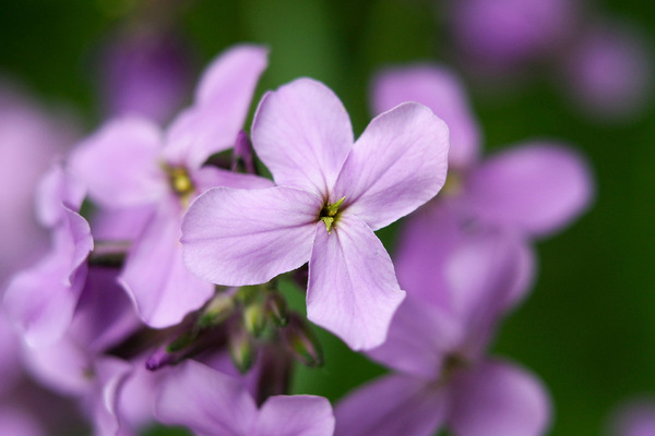 In unserer Blumenwiese