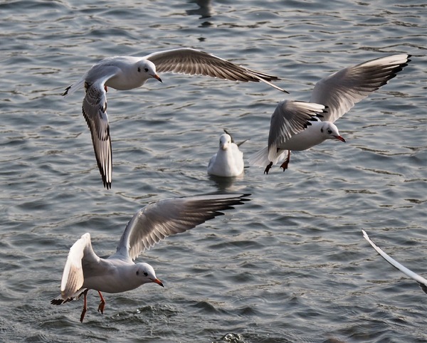 Dreierformation Synchronfliegen