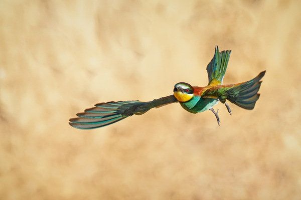 I am Flying