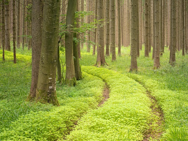 Wald