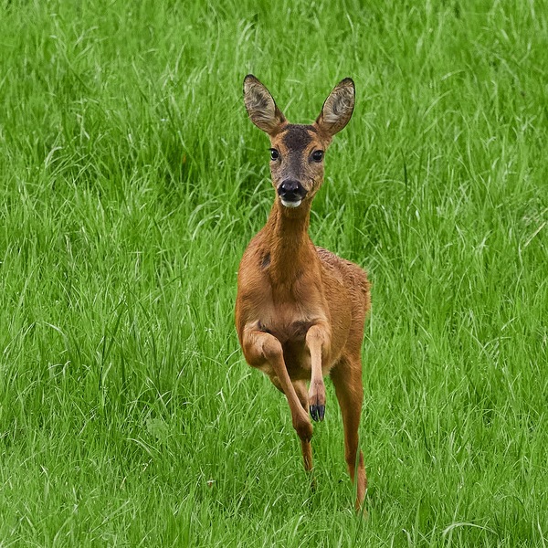 Ricke auf der Flucht ...