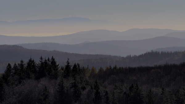 Urlaubsgefühle (3)..Im Pfälzerwald