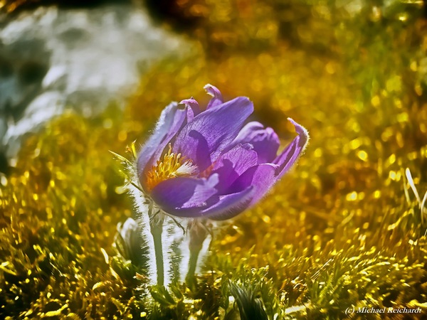 Küchenschelle / Pulsatilla vulgaris