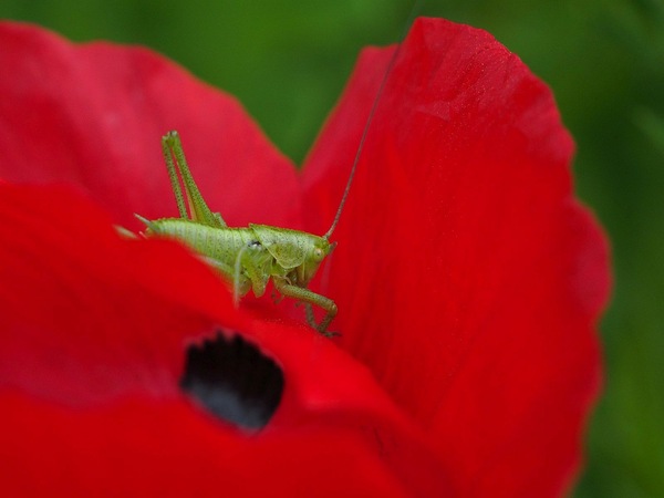 Mohn ...