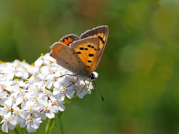 Kleiner Feuerfalter  Lycaena phlaeas
