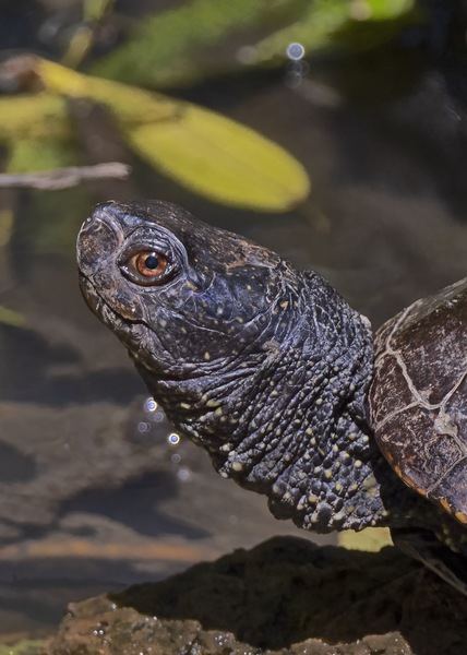 Europäische Sumpfschildkröte.jpg