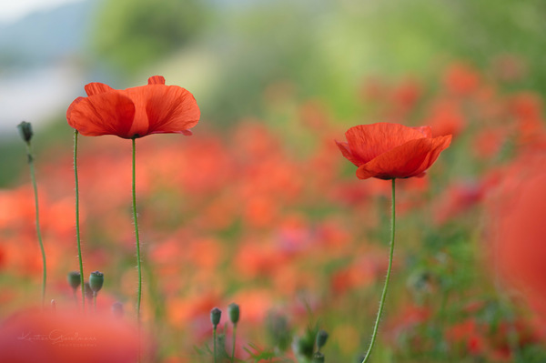 Klatschmohn-Duett