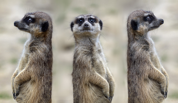 Wachtrio-Zoo Köln.jpg