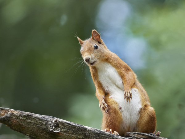 Eichhörnchen