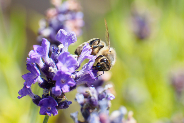 Lavendel