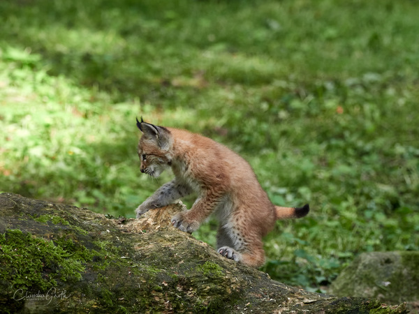 Mini-Luchs