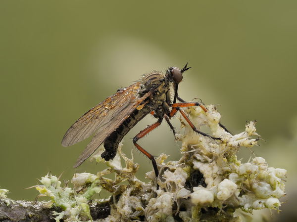 Neomochterus.jpg