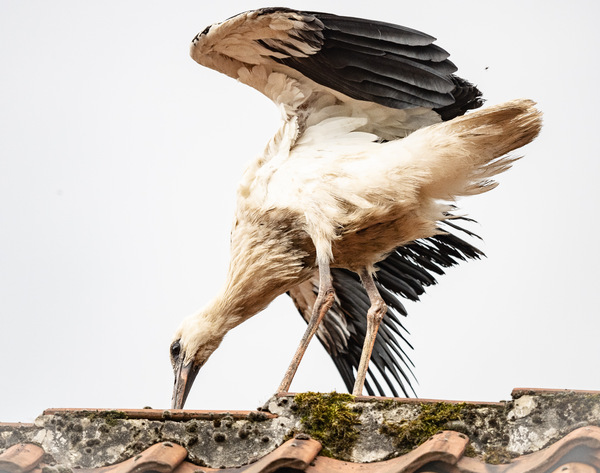 Jungstorch