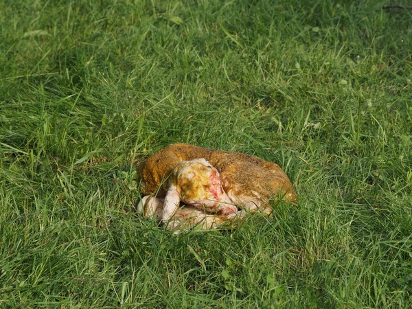 Eingeschläfert