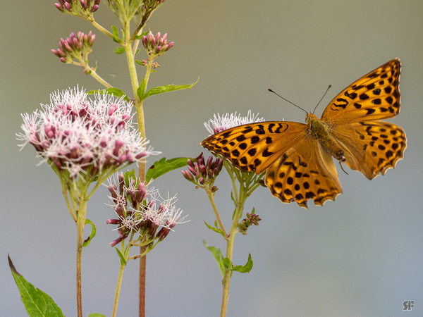 Welcher_Schmetterling