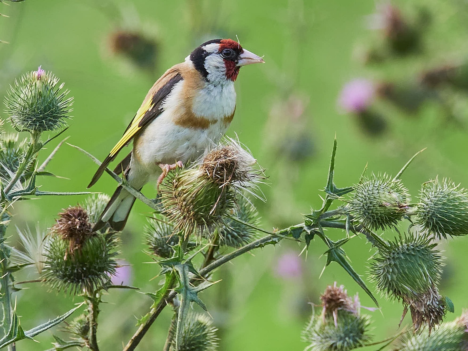 Distelfinkweibchen Distelfinkweibchen