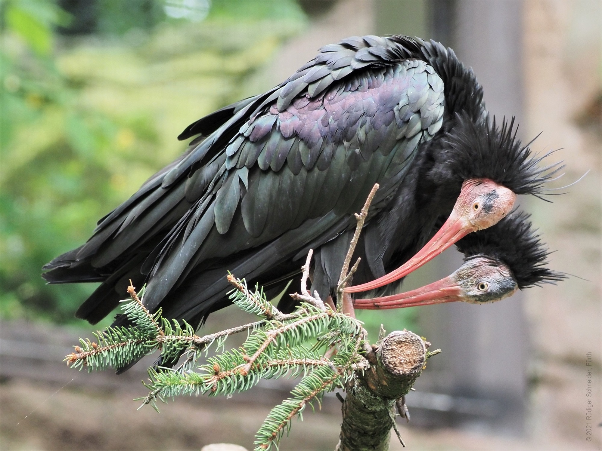 Waldrappe1.jpg Waldrappe1.jpg