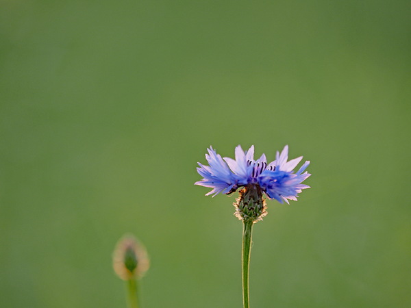 Kornblume (Cyanus segetum) P6100018.jpg