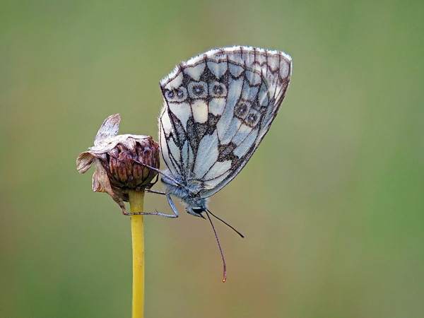 Schachbrettfalter